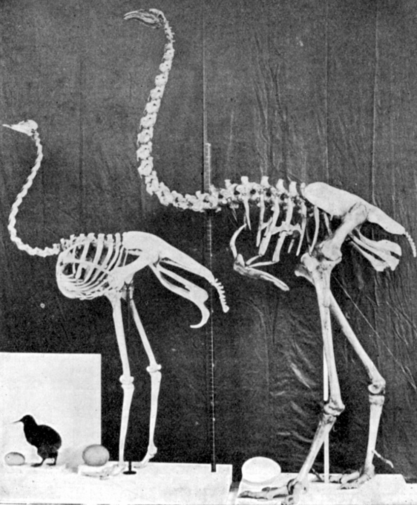 Moa skeleton-big-pubdom Moa skeleton