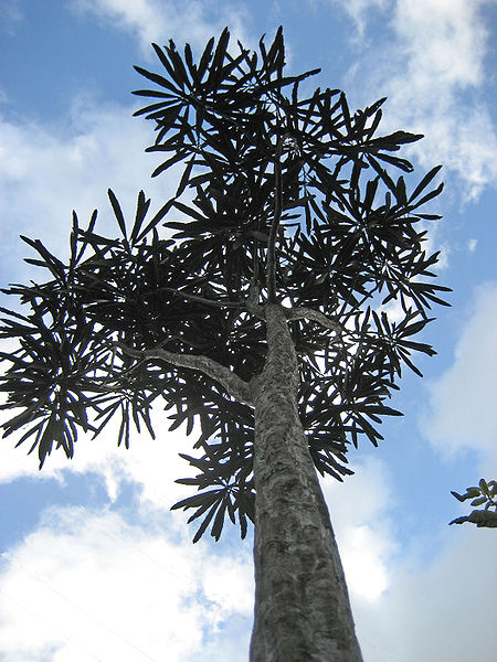 mature lancew-pubdom Mature lancewood