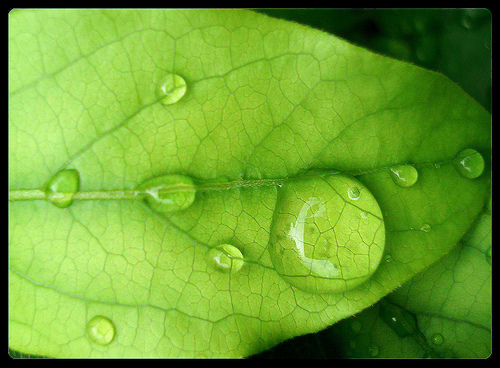 Leaf with droplets