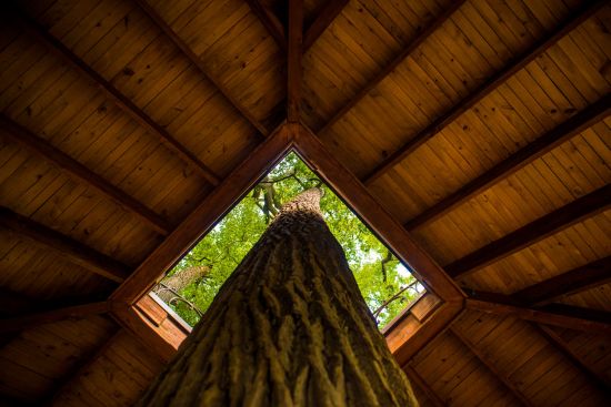 tree through roof