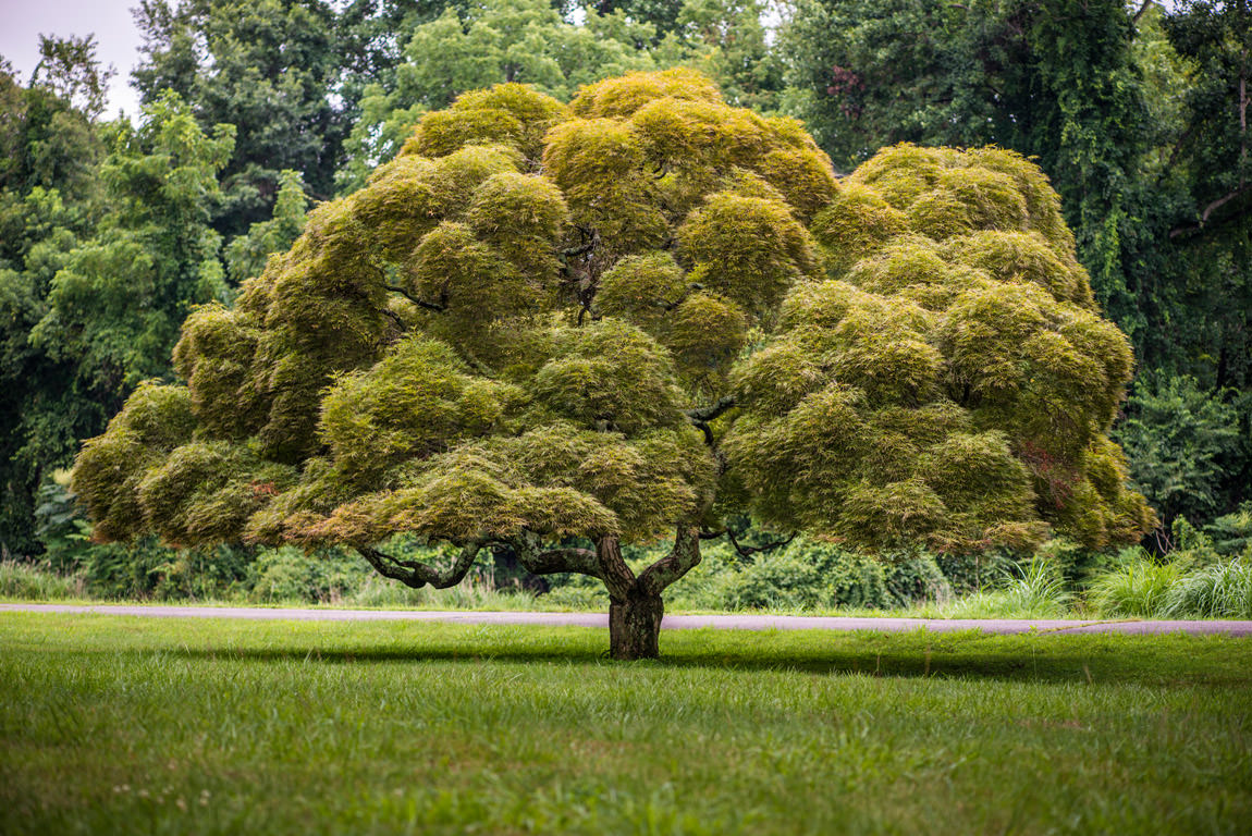 abundant tree