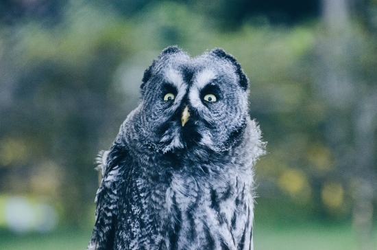 surprised owl